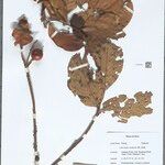 Lithocarpus sundaicus