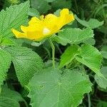 Pavonia burchellii Цвят