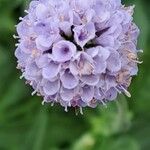 Succisella inflexa 花