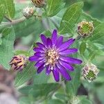 Aster ageratoides Blüte