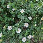 Rosa corymbifera Flower