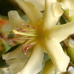 Rhododendron gardenia Flower