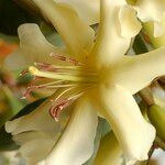 Rhododendron gardenia फूल