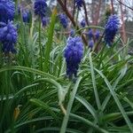 Muscari neglectumFlor