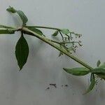 Rubia tinctorum পাতা