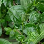 Piper amalago Leaf