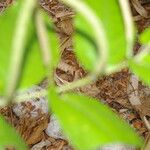 Piper tuberculatum Fruit