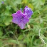 Echium plantagineumBlüte