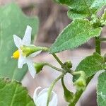 Solanum nigrum Flor