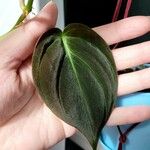 Philodendron hederaceum Yaprak