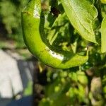 Capsicum annuumFruit