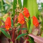 Seemannia sylvatica Flor