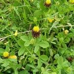 Trifolium spadiceum Natur