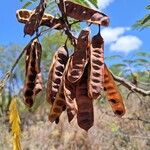 Paraserianthes lophantha Fruto