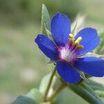 Lysimachia foemina Fula