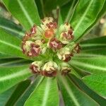 Euphorbia mellifera Květ