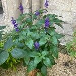 Salvia farinacea Облик