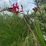 Crocosmia paniculata Flower