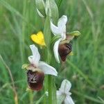 Ophrys fuciflora മറ്റ്