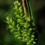 Carex pallescens Fruto