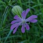 Silene noctifloraFlors