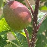 Malus domestica Fruit