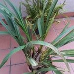 Cymbidium devonianum List