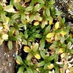 Cerastium alpinum Habit