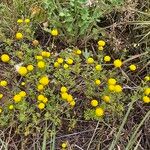 Anacyclus valentinus Maua