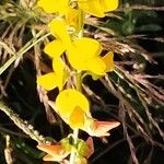Crotalaria goreensis Flower