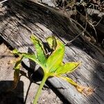 Dracunculus canariensis Blatt