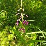 Epilobium angustifoliumЦвят