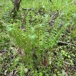 Polystichum acrostichoides Habit