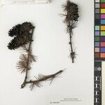 Larix griffithii Nyingine