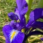 Iris latifolia Flower