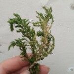 Dysphania multifida Hoja
