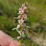 Lysimachia maritima Virág