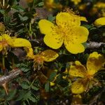 Rosa ecae Fula