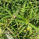 Lysimachia ephemerum Feuille