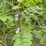 Vicia sepium花