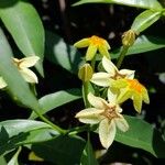 Mussaenda arcuata Flower