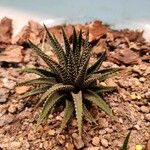 Haworthia attenuata পাতা