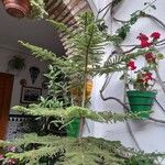 Araucaria laubenfelsii 整株植物