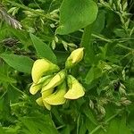Vicia tetrasperma Flower