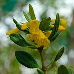 Rhododendron scortechinii Цвят