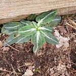 Goodyera pubescens Blatt