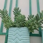 Sedum burrito Feuille