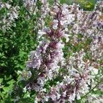 Nepeta grandiflora Blodyn