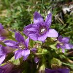 Gentianella campestrisКвітка