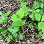 Drymaria cordata Leaf